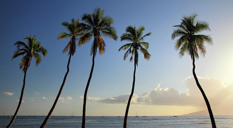 Summer Photograph - Maui palm trees by Pierre Leclerc Photography