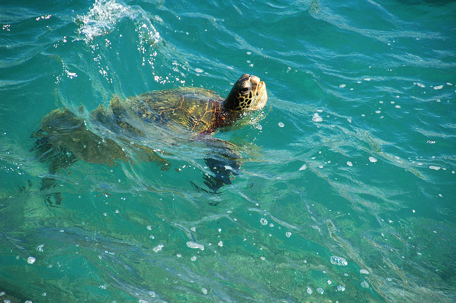 Maui Sea Turtle Photograph by Lynn Bauer