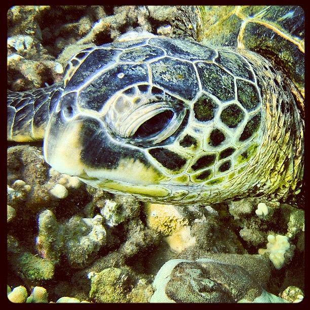 Maui Turtle Photograph by Jody Robinson