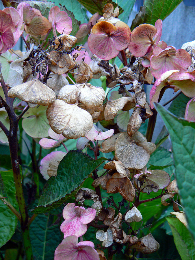 Mauve Hydrangea in Fall  Photograph by Pamela Patch