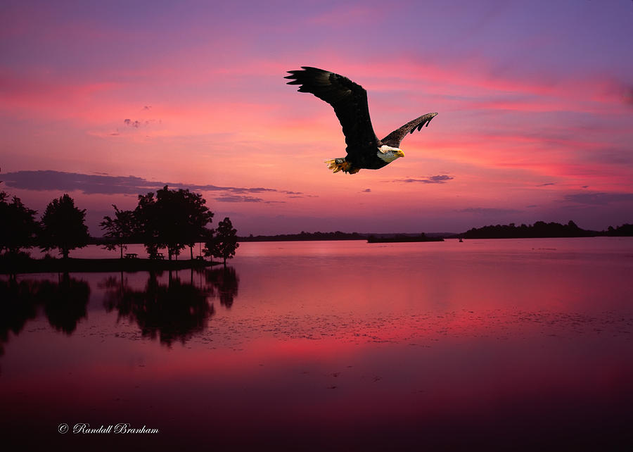 Mauve sundown eagle  Photograph by Randall Branham