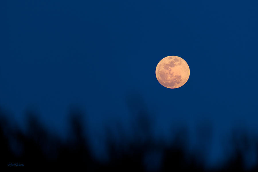 Landscape Photograph - May 5 2012 Super Moon in South Florida by Michelle Constantine