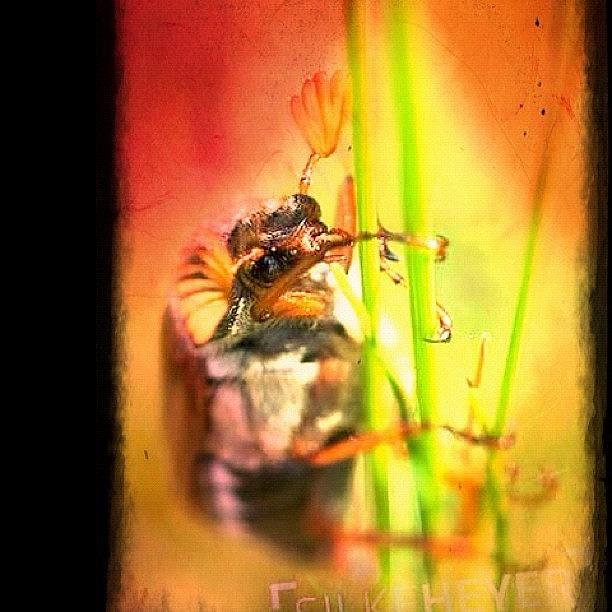 Nature Photograph - #may Beetle #nature by Silke Heyer