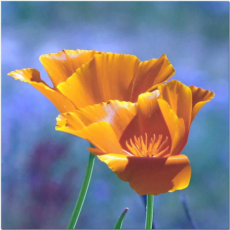 May California Poppies Photograph by Chris Anderson