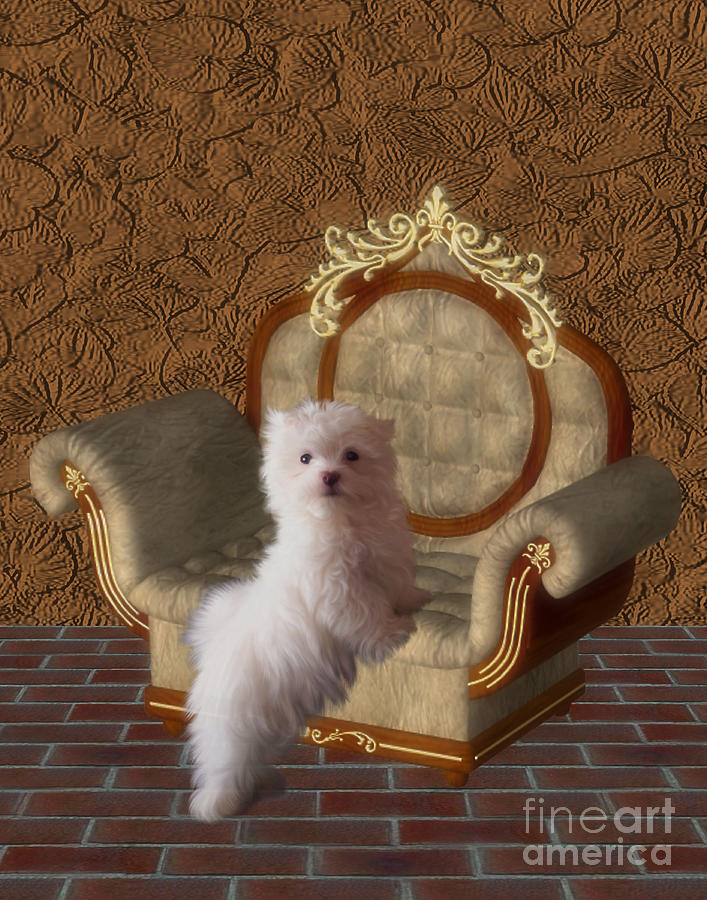 May I Maltese Puppy Digital Art by Smilin Eyes Treasures