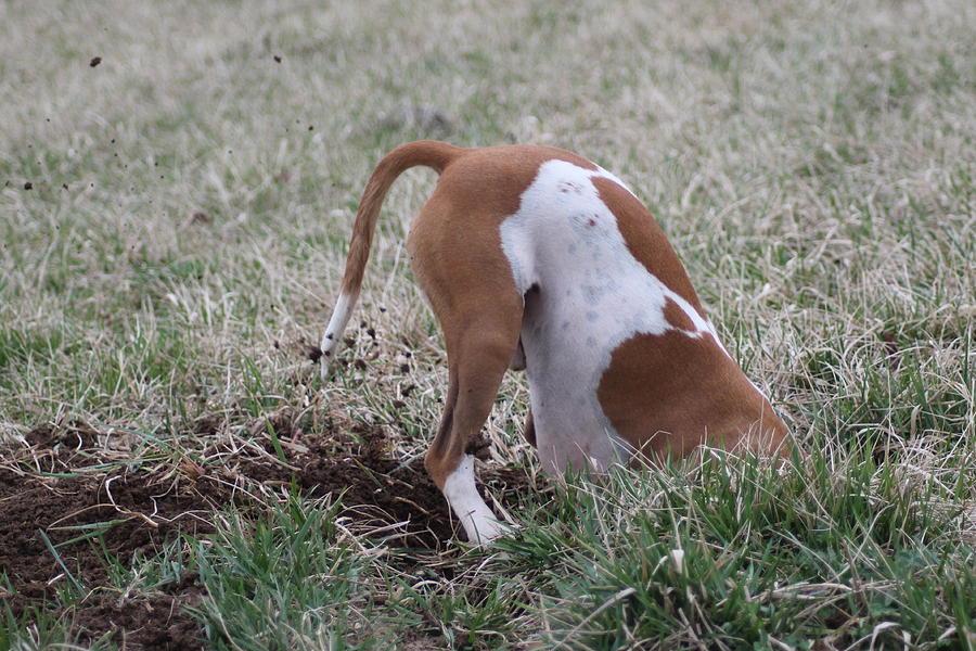 Dog Photograph - Maybe I buried it deeper then I thought by Ralph Hecht