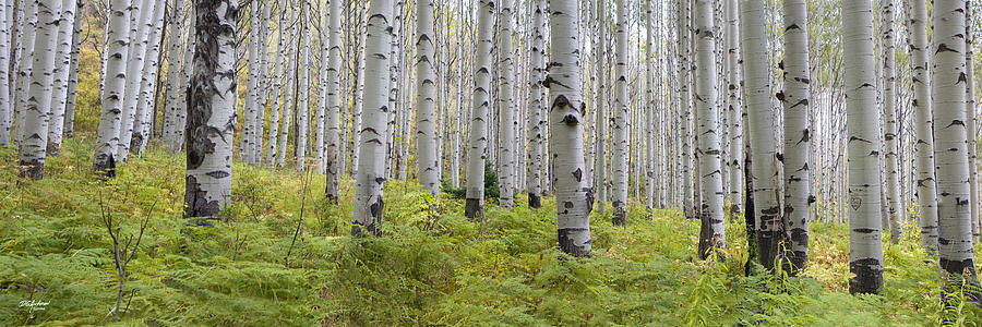McClure Pass Aspens Photograph by Don Anderson