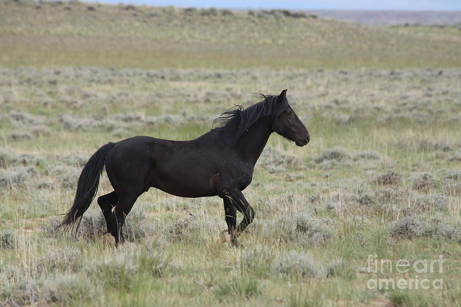 McCullough Peaks Wild Mustang Photograph by Lori Bristow - Fine Art America