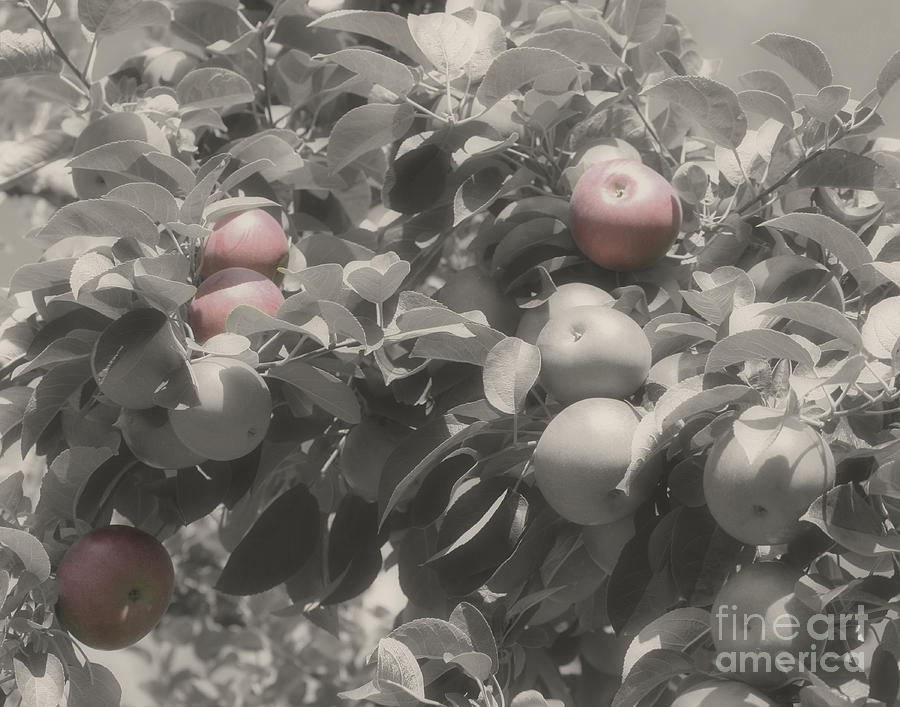 McIntosh Apples In Partial Color Photograph by Smilin Eyes Treasures