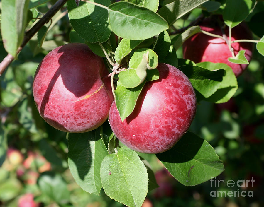 McIntosh Apples Photograph by Smilin Eyes Treasures
