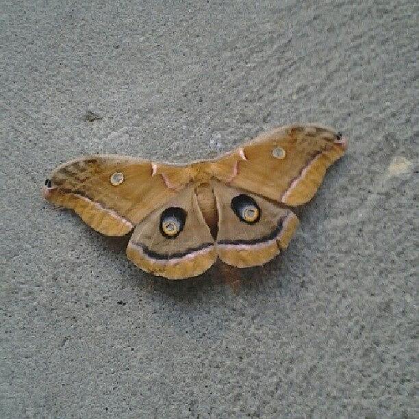 Me And @maddiee222 Found This Butterfly Photograph by Sarah Diluzio