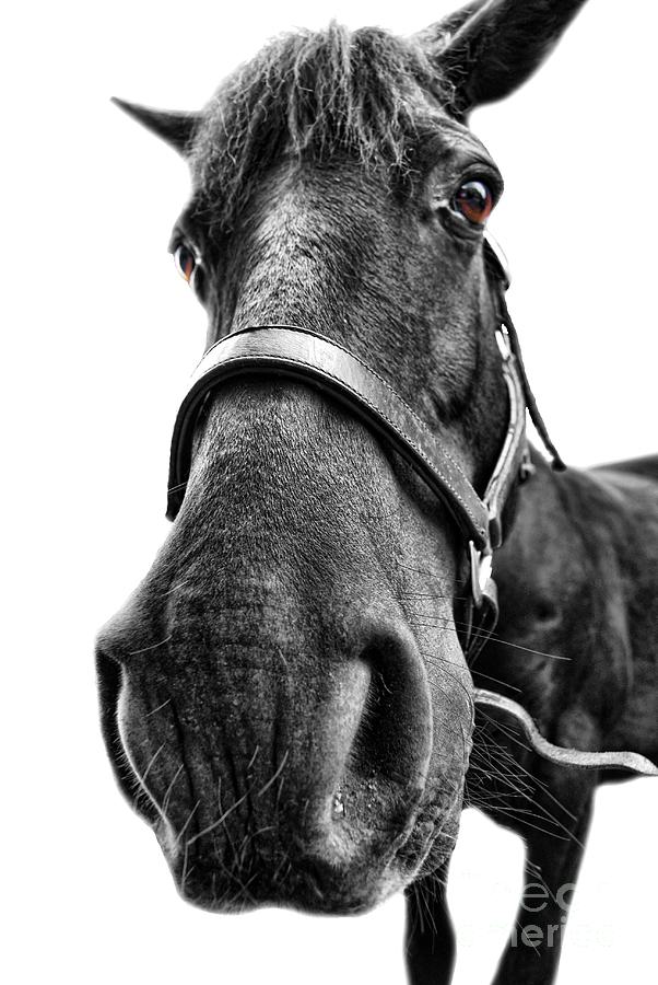 Me So Horsey Photograph by Yhun Suarez