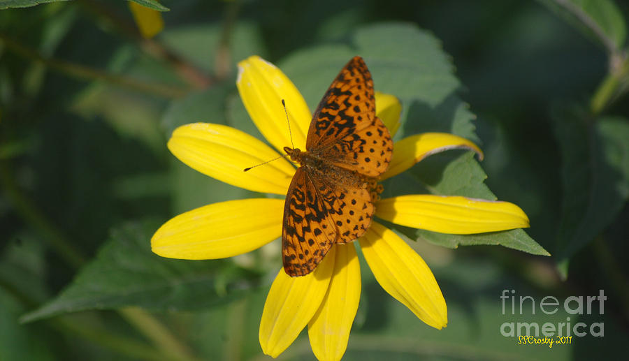 Meadow Fritillary Butterfly Photograph by Susan Stevens Crosby