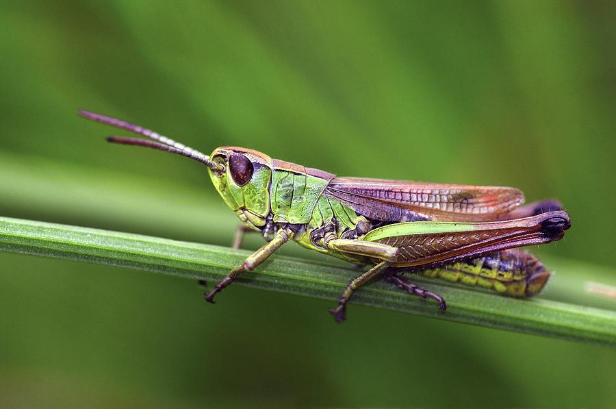 Meadow Grasshopper Photograph by Colin Varndell - Fine Art America