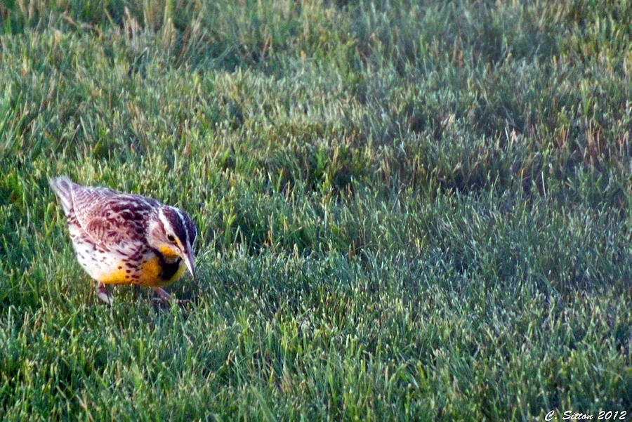Meadow Lark Bug Hunting Photograph by C Sitton