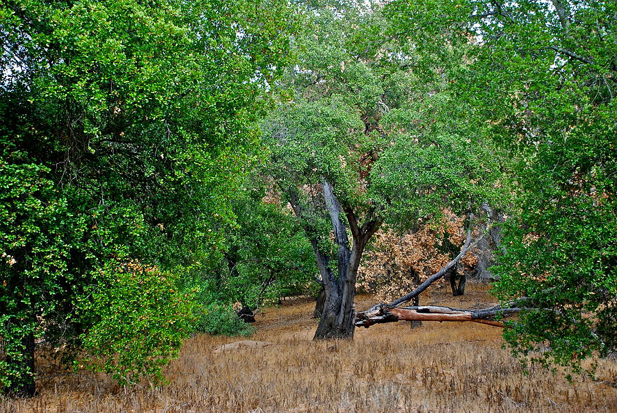 Meadow Oak Photograph by Liz Vernand