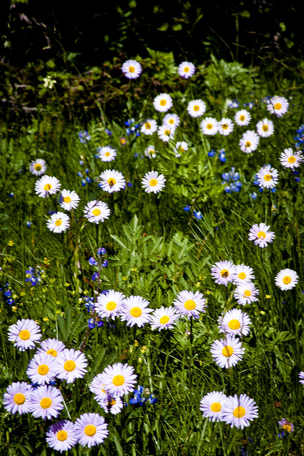 Meadow of Daisies Photograph by David Patterson
