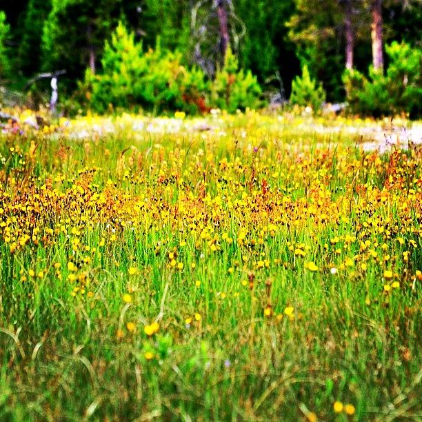 Meadow Of Wildflowers Photograph by Jason Thueson