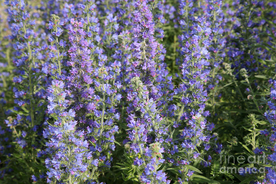 Meadow Sage Flowers  by Ted Kinsman