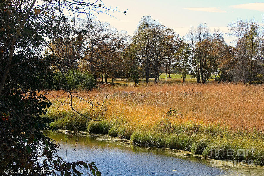 Meadow Stream Photograph by Susan Herber