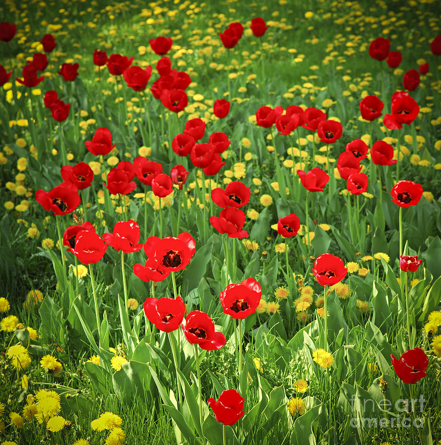 Meadow with tulips Photograph by Elena Elisseeva