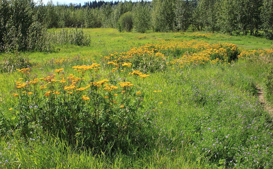 Meadow with wildflowers Photograph by Jim Sauchyn