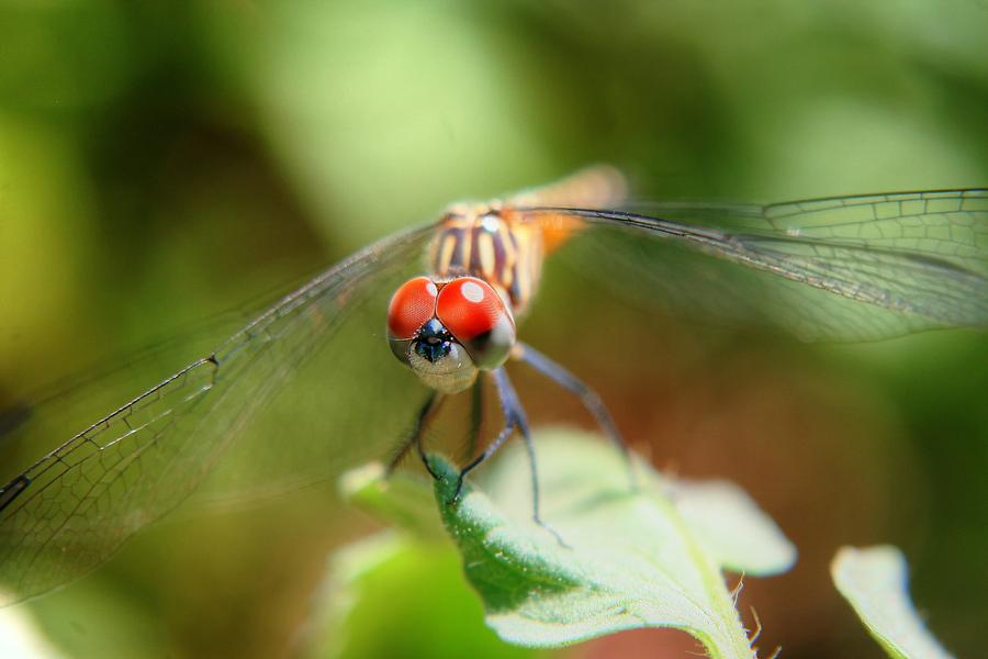 Meadowhawks  Dragonfly Photograph by Ester McGuire