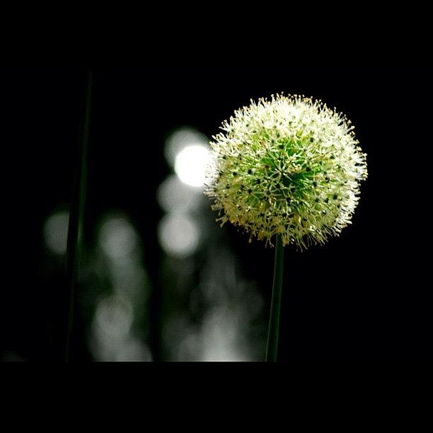 Flower Photograph - Meadowlark Botanical Garden - Virginia by Niko Nister