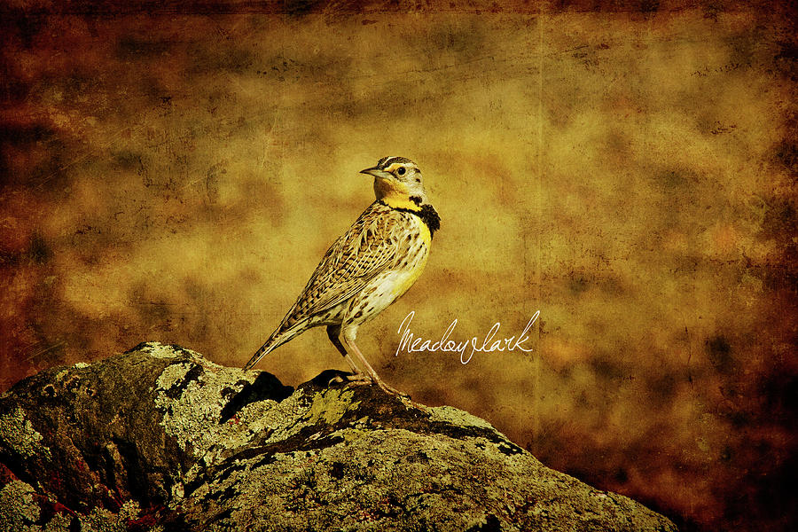 Meadowlark Photograph by Lana Trussell