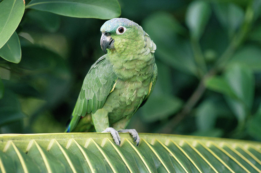 Mealy Parrot Amazona Farinosa Perching Photograph by Michael & Patricia Fogden