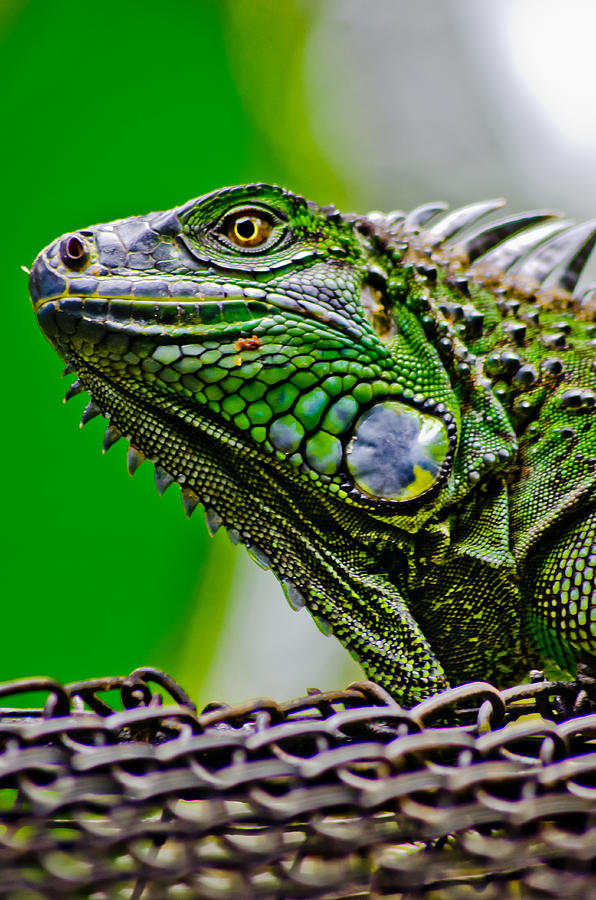 Animal Photograph - Mean Green by William Shevchuk