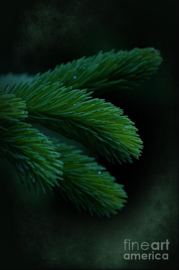 Pine Photograph - Measure Of Desire by The Stone Age