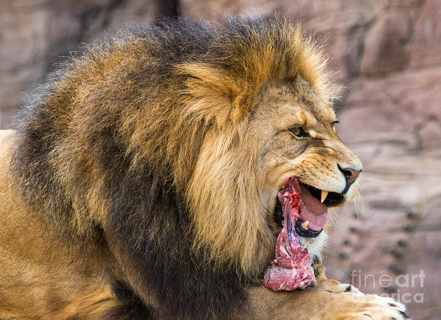 meat-eater-photograph-by-andrew-michael-fine-art-america