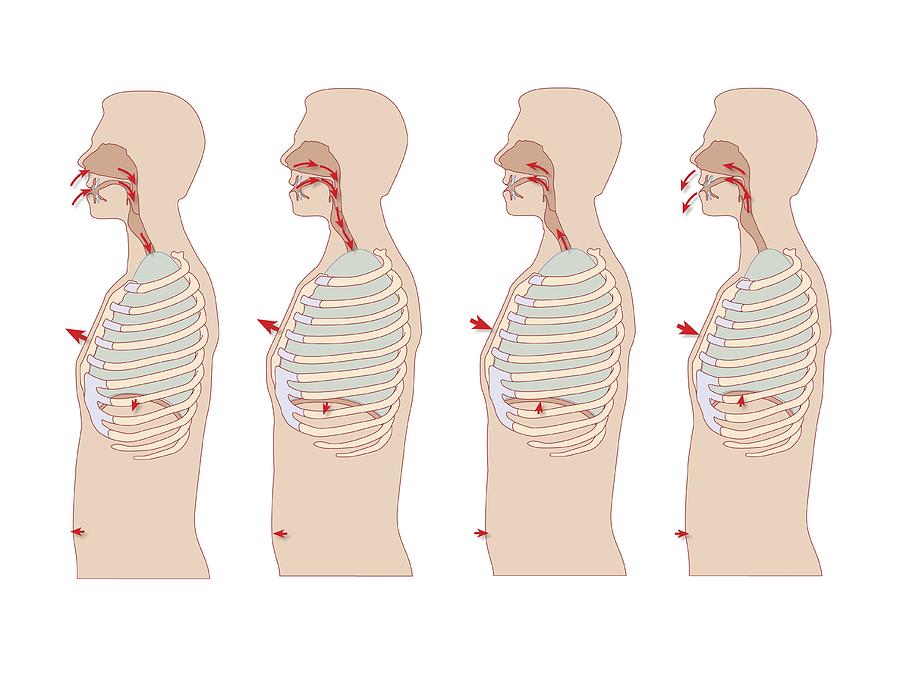 Mechanics Of Respiration, Artwork Photograph by Peter Gardiner - Fine ...