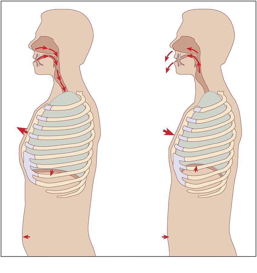 Mechanics Of Respiration, Diagram Photograph by Peter Gardiner - Fine ...