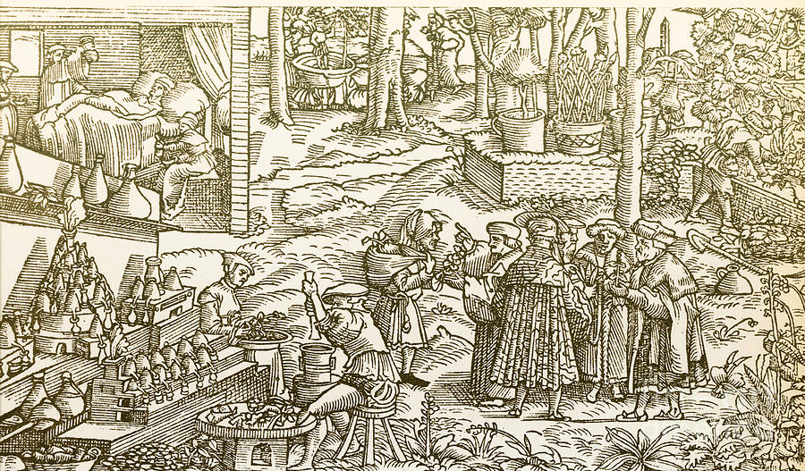 Medical Herb Cultivation, 16th Century Photograph by Science Source