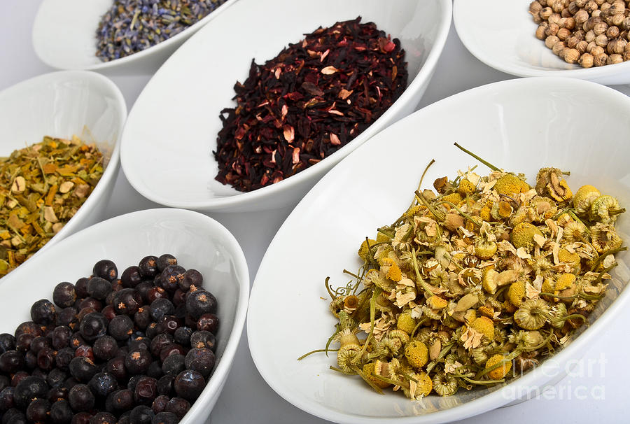 Medicinal Herbs Photograph by Photo Researchers