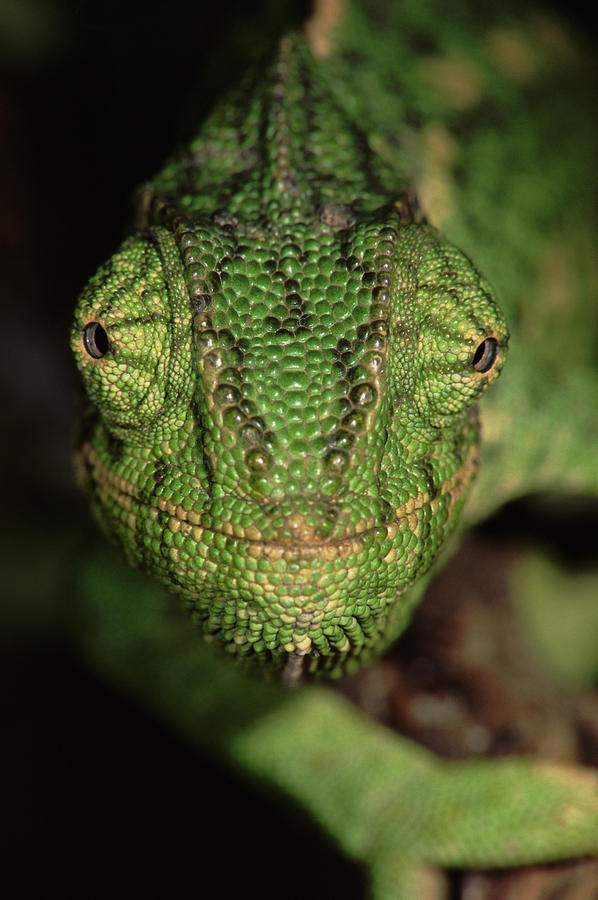 Mediterranean Chameleon Chamaeleo Photograph by Hans Christoph Kappel