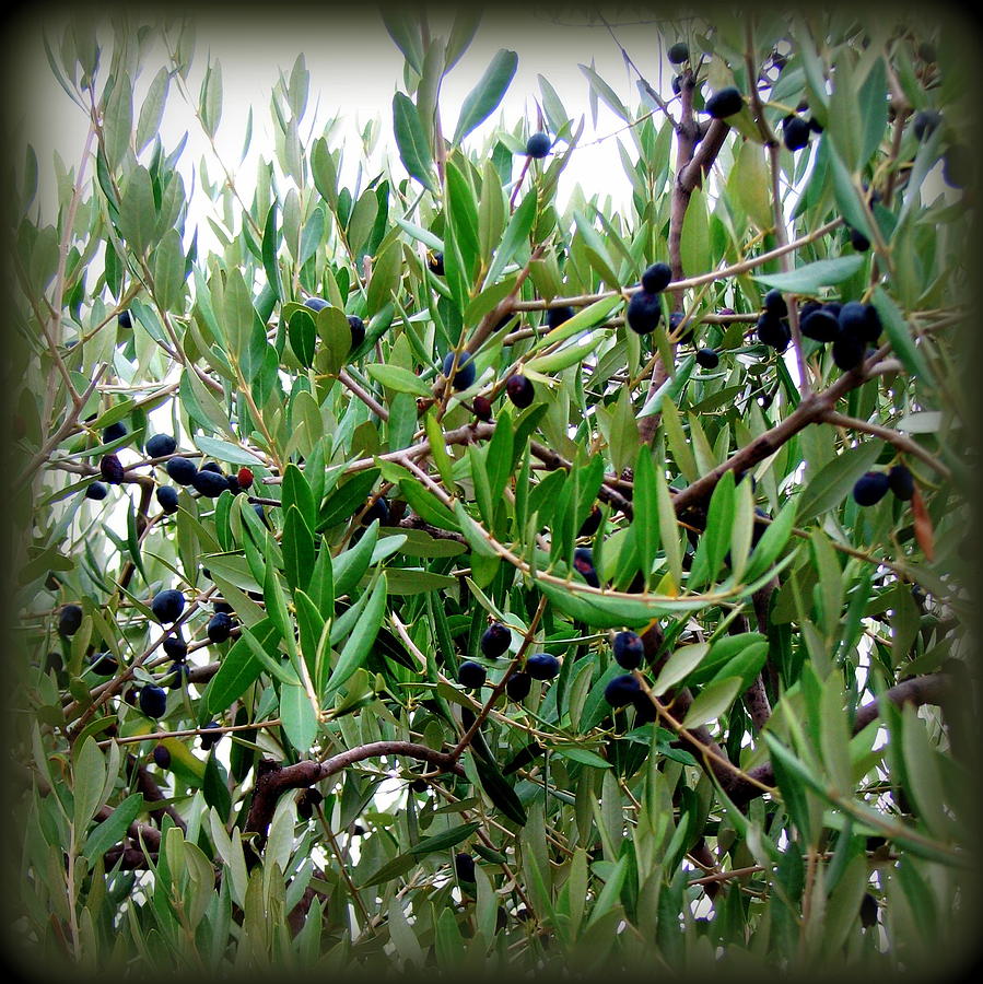 Mediterranean olives Photograph by Carla Parris