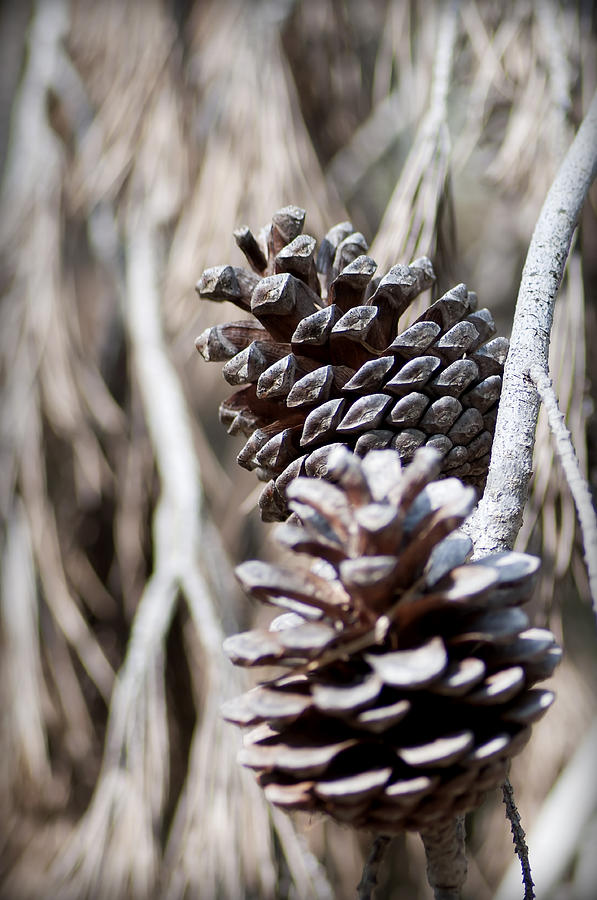 Dry Mediterranean Pinecone With Winter Colors Photograph by Pedro Cardona Llambias