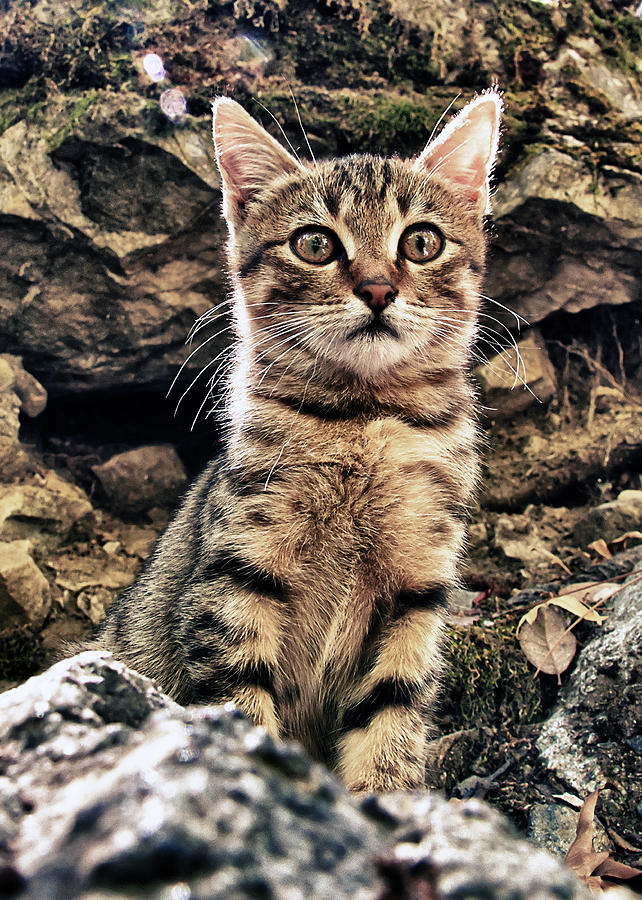 Greek Photograph - Mediterranean Wild Babe Cat by Stelios Kleanthous
