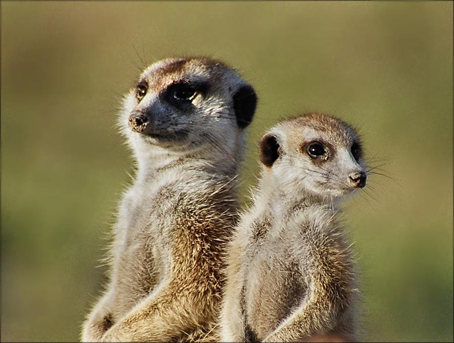 Meerkat Duo by Bruce W Krucke