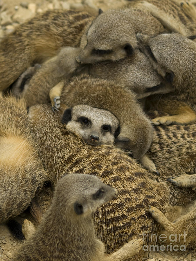 Nature Photograph - Meerkat family by Steev Stamford