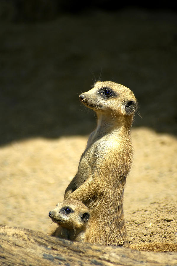 Wildlife Photograph - Meerkat Mother and Baby by Carolyn Marshall