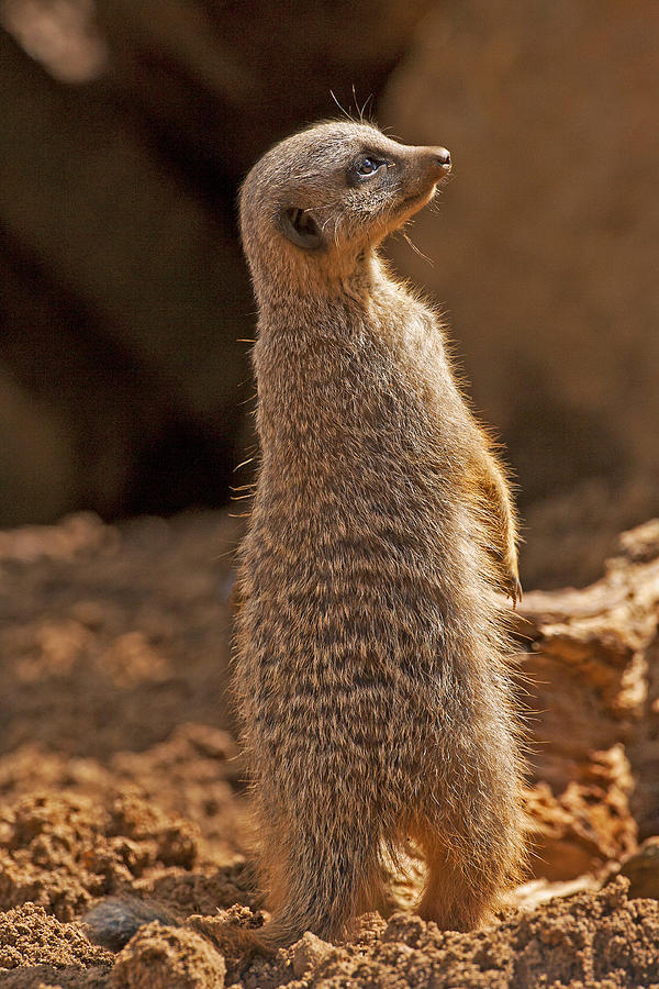 Meerkat Photograph by Paul Scoullar