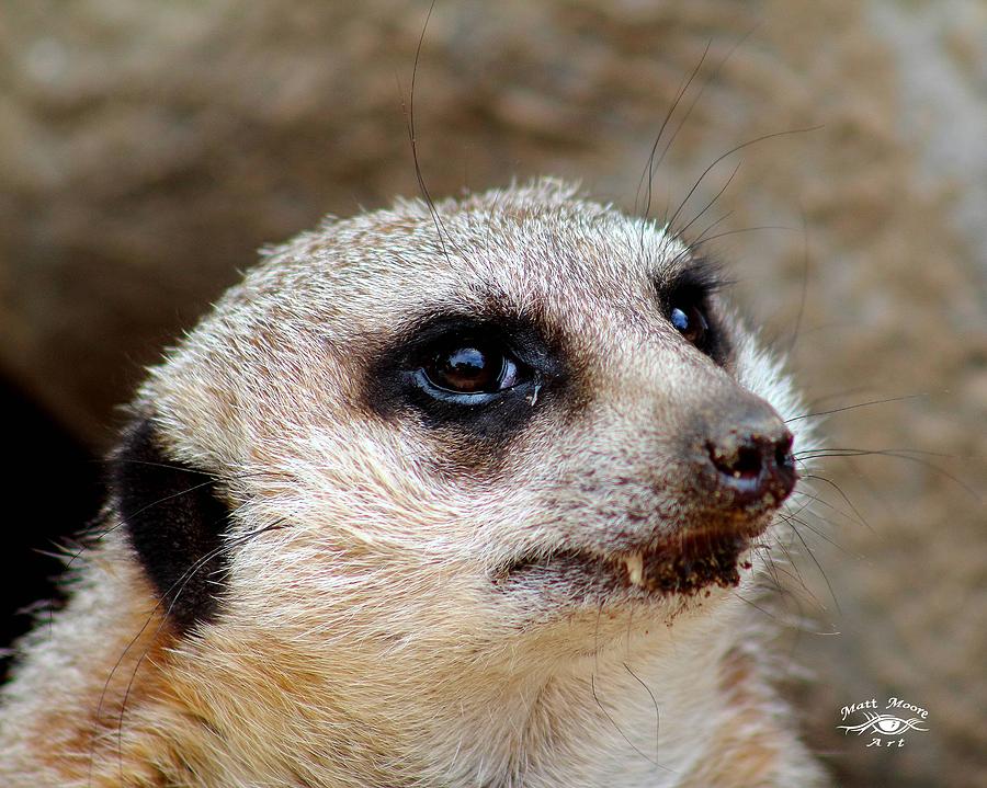 Meerkat Smile by Matthew Moore