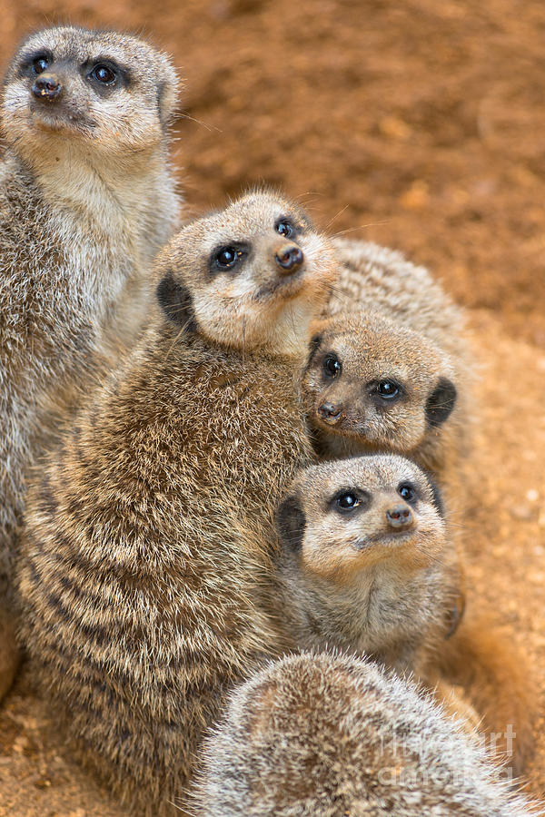 Meerkats Photograph by Andrew  Michael