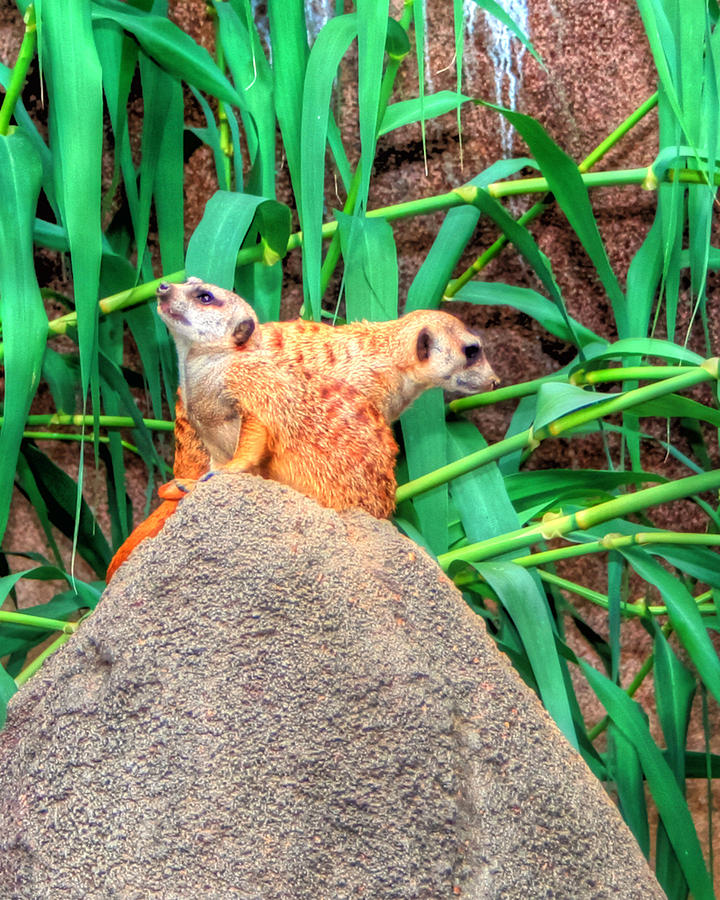 Meerkats Photograph by Barry Jones