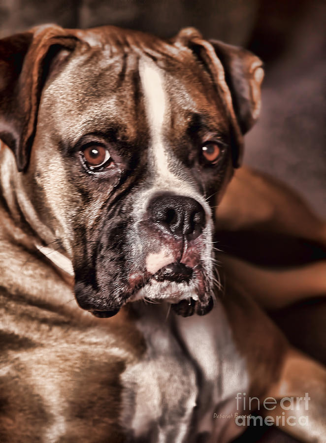 Dog Photograph - Meet Rocky by Deborah Benoit