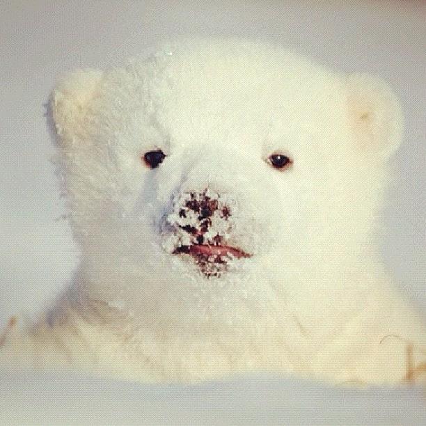 Meet Siku The Polar Bear Whose Live Photograph by Dean Praetorius